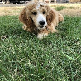 Goldendoodle All Grown Up from Blushing Doodles