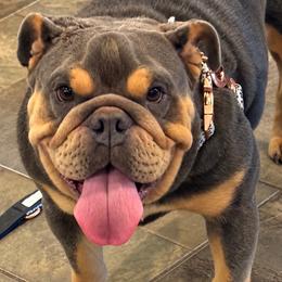 Molly - Chocolate tri-color female Bulldog puppy in Cumming, Georgia from Happy Place Kennels