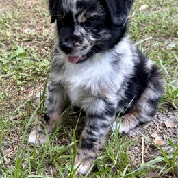 Miniature Australian Shepherd Puppies from Peace Creek Aussies