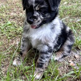 Miniature Australian Shepherd Puppies from Peace Creek Aussies