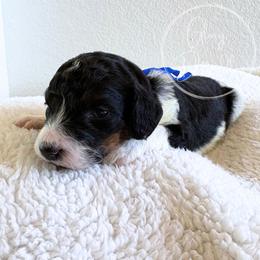 Blue - Tri-color male Bernedoodle puppy in Rockwall, Texas from Glory Doodles