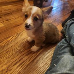 Sable merle boy - Sable merle and white male American Corgi puppy in Hampton, Tennessee from TC Farms Stock Dogs - Miniature Australian Shepherds