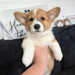 Girl 3 Miss Purple - White and red female Pembroke Welsh Corgi puppy in Milton, Florida from Milton Corgis
