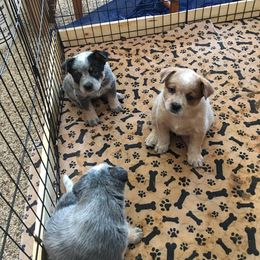 Australian Cattle Dog Puppies from Glory Ranch Australian Cattle Dogs