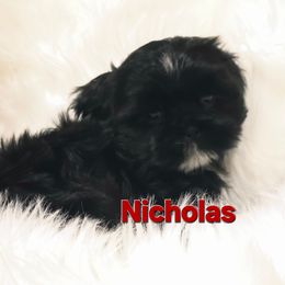 Nicholas - Black male Shih Tzu puppy in Arizona from Shihtzucircusaz