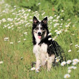 Border Collie All Grown Up from Eastwillow Border Collies