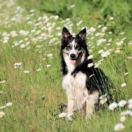 Border Collie All Grown Up from Eastwillow Border Collies