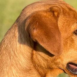 Labrador Retrievers from Dan Roehl
