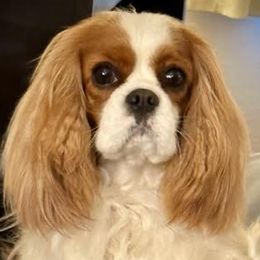 SISI - Cavalier King Charles Spaniel