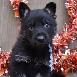 Grey Collar Boy - Bi-color male German Shepherd puppy in Grants Pass, Oregon from Granville German Shepherds