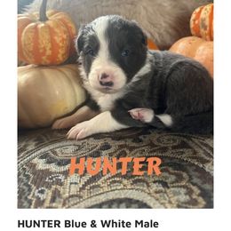 Hunter - Blue male Border Collie puppy in Lakeview, Michigan from Haven Creek Farm