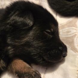 Boy 2 - Black and tan male German Shepherd puppy in Grimesland, North Carolina from Von Stancill German Shepherds