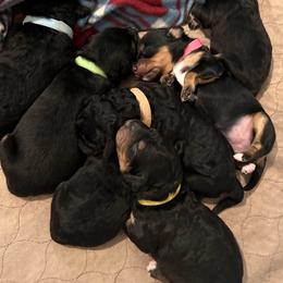 Bernedoodle Puppies from Birdies Mini Bernedoodles