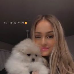 Pomeranian Puppies from Royal_poms