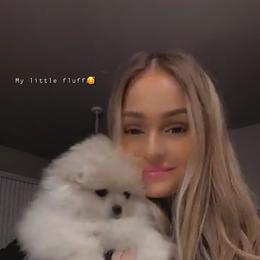 Pomeranian Puppies from Royal_poms
