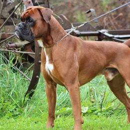 Derek - Boxer
