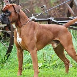 Derek - Boxer
