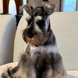 Dorian Gray - Salt and pepper male Miniature Schnauzer puppy in Wildomar, California from My Angel Schnauzers