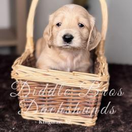 Dachshund Puppies from Diddle Bros Dachshunds