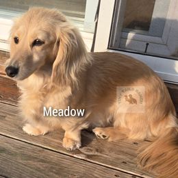 Dachshund puppies from Tiny Tails Ranch