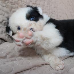 Muncho - Black tri-color female Australian Shepherd puppy in Laurel, Mississippi from Reeves Australian Shepherds