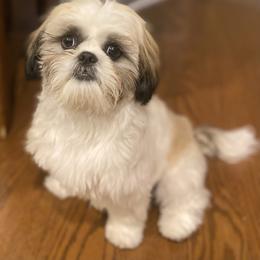 Shih Tzu Puppies from Willow Lane Shih Tzus