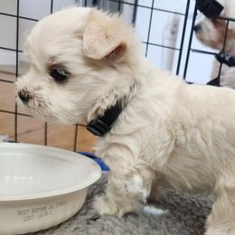 Maltese Puppies from Arizona Maltese Gems