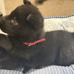 Mr Red - Black male German Shepherd puppy in Berlin, Wisconsin from Gypsy Miracle Kennels