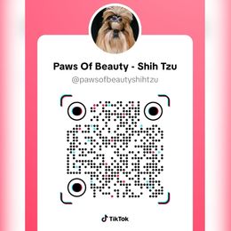 Princess - Liver and white female Shih Tzu puppy in El Paso, Texas from Paws Of Beauty