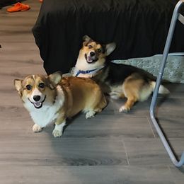Pablo - Pembroke Welsh Corgi