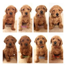 Goldendoodle, Labradoodle, Labrador Retriever, and Poodle Puppies from Katie K9