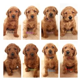 Goldendoodle, Labradoodle, Labrador Retriever, and Poodle Puppies from Katie K9