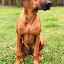 Rhodesian Ridgeback All Grown Up from Stoneridge Ridgebacks