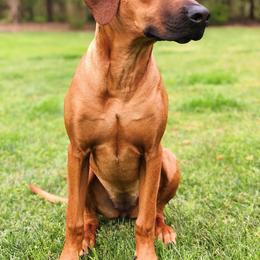Rhodesian Ridgeback All Grown Up from Stoneridge Ridgebacks