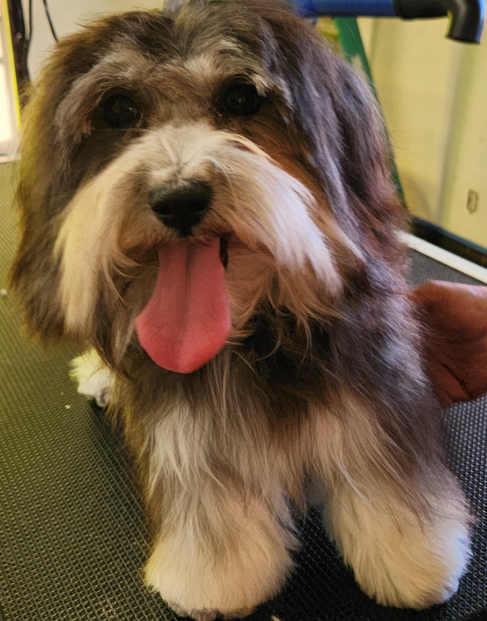 Belle - Coton de Tulear