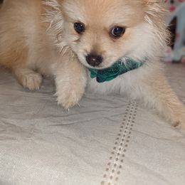 Pomeranian Puppies from Chinita's Pom Poms