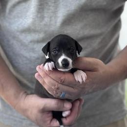 Girl 1 - Seal female Italian Greyhound puppy in Sugar Valley, Georgia from Pinnacle Farm and Kennel