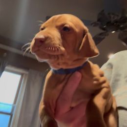 Max - Golden rust male Vizsla puppy in Plymouth, Minnesota from Carlson Vizslas