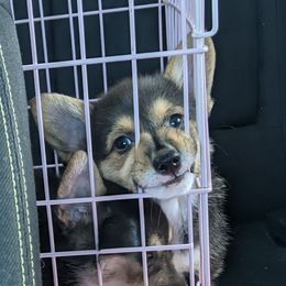 Pembroke Welsh Corgi Puppies from O-Joy Pembroke Welsh Corgis