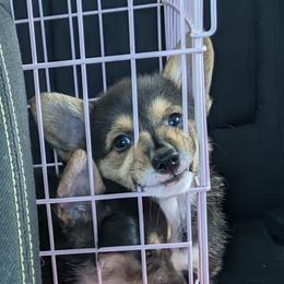 Pembroke Welsh Corgi Puppies from O-Joy Pembroke Welsh Corgis
