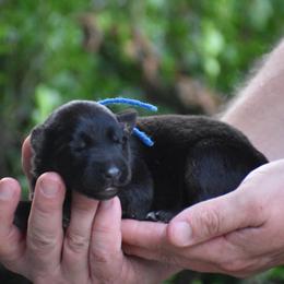 Blue Collar female - Black and red female German Shepherd puppy in Marianna, Florida from Haus M Godwin