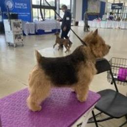 Norfolk Terrier and Norwich Terrier All Grown Up from Infinity Kennels