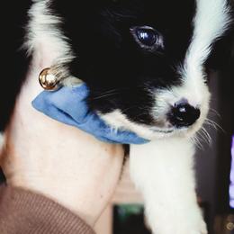 Colter - Black tri-color male Australian Shepherd puppy in Austin, Texas from Sweetwater Australian Shepherds
