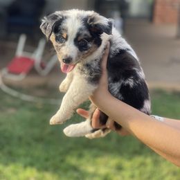 Miniature Australian Shepherd Puppies from Little Sooner Aussies