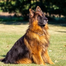 Sarge - German Shepherd