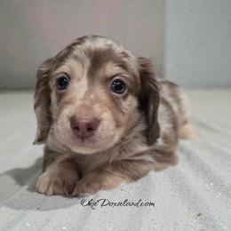 Bingo - Chocolate and cream male Dachshund puppy in Oklahoma City, Oklahoma from OkieDoxieland Dachshunds