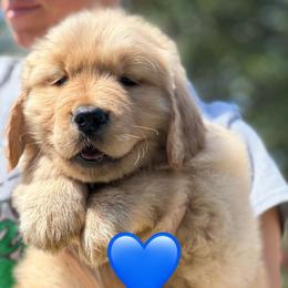 Blue Boy - Dark golden Golden Retriever puppy in Paradise, Texas from M5 Goldens/Stephanie's Paws Unlimited