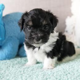 Magnolia - Tri-color female Coton de Tulear puppy in Forney, Texas from Buttercup Cotons of Texas
