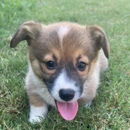 Red boy - Red male Pembroke Welsh Corgi puppy in Adairsville, Georgia from R&R Corgis