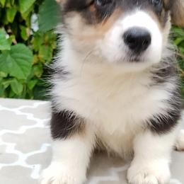 Pembroke Welsh Corgi Puppies from Gingerbread
